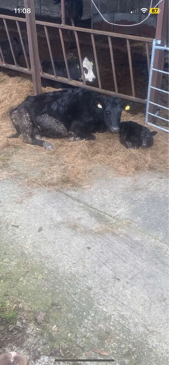 Suckler Outfits - Image 2