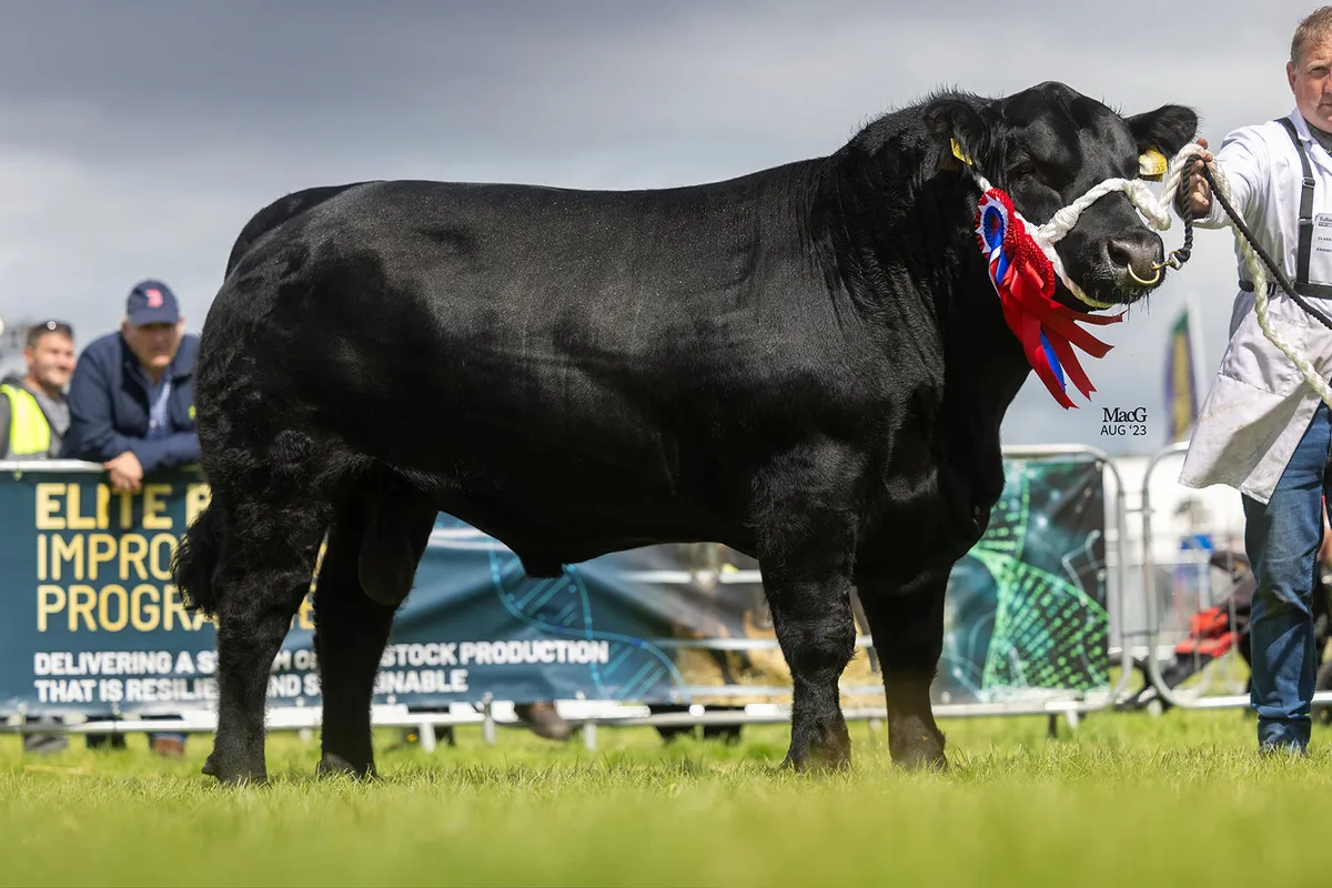Lisduff Angus 13th Annual Bull Sale - Image 1