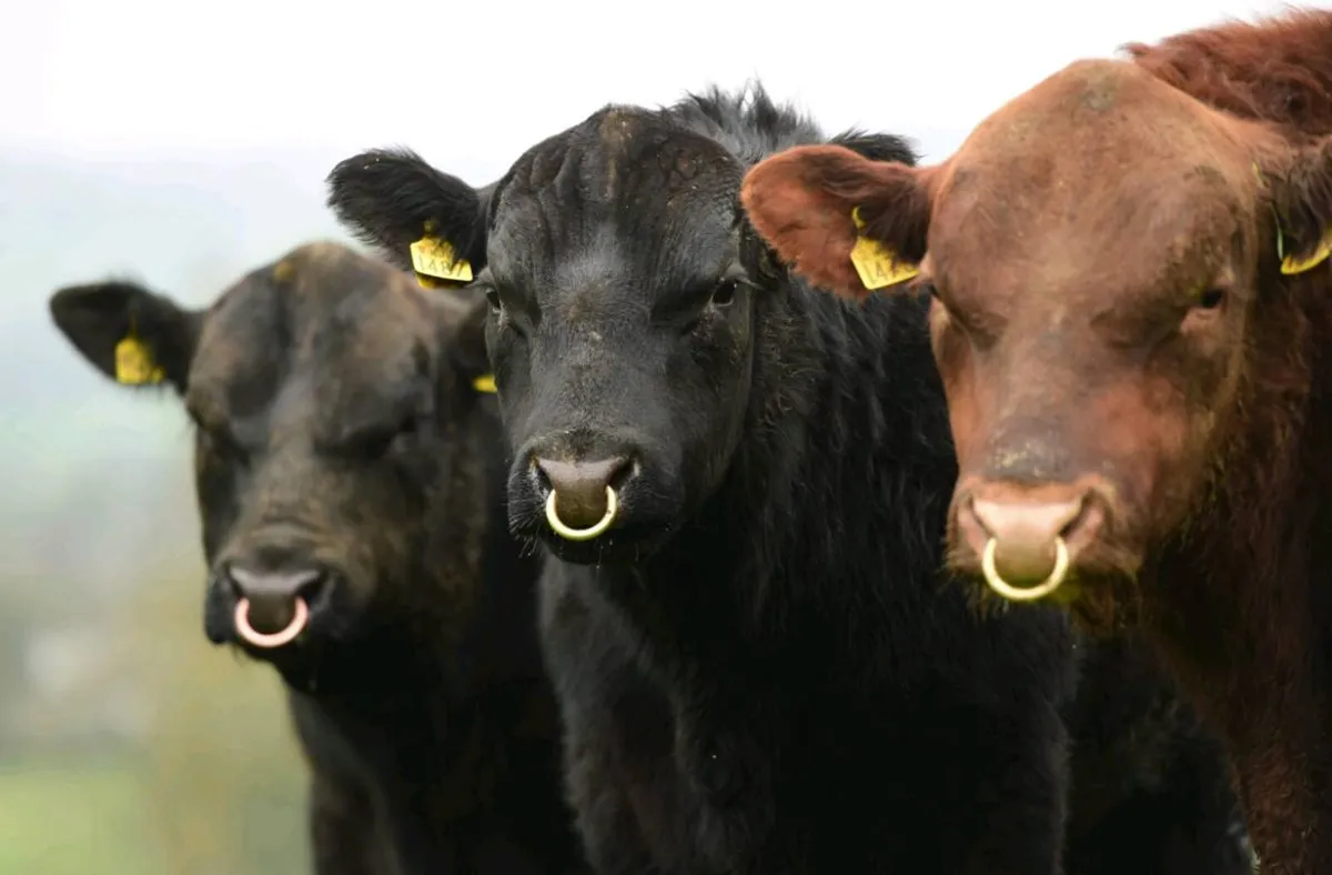 Lisduff Angus 13th Annual Bull Sale - Image 2