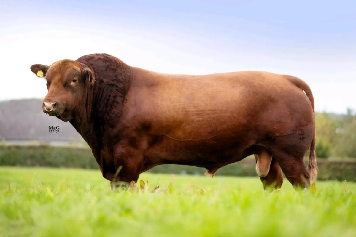 Lisduff Angus 13th Annual Bull Sale - Image 3