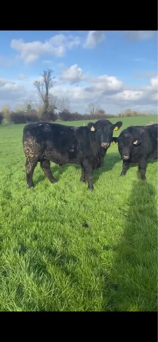 Pedigree Angus Bulls - Image 3