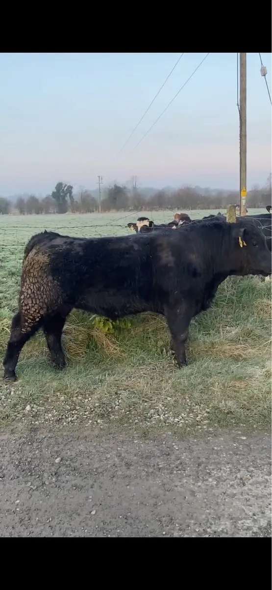 Pedigree Angus Bulls - Image 4