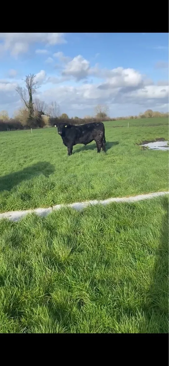 Pedigree Angus Bulls - Image 1