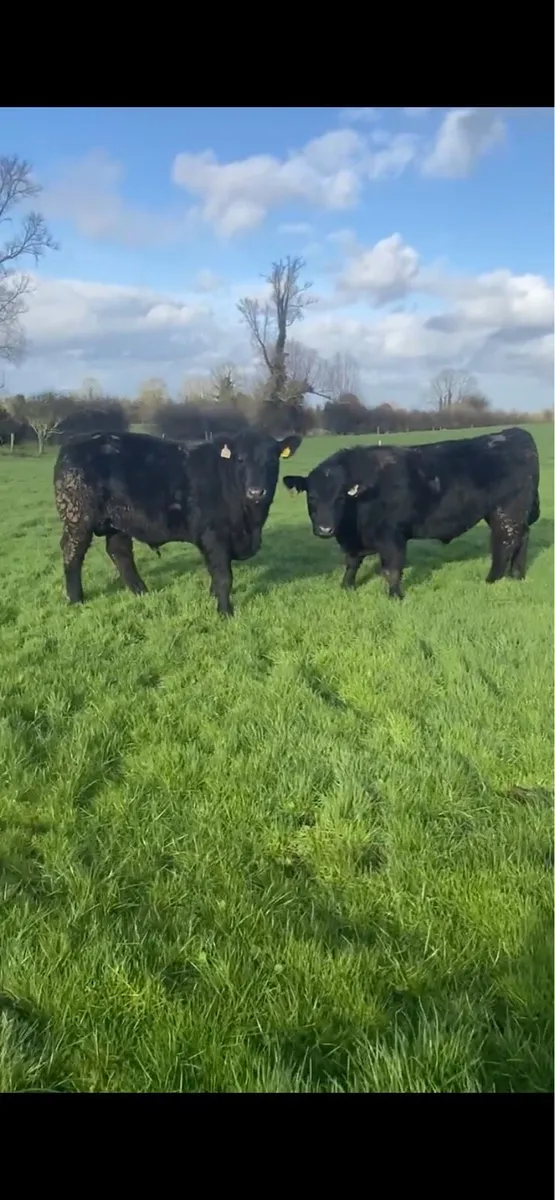 Pedigree Angus Bulls - Image 2