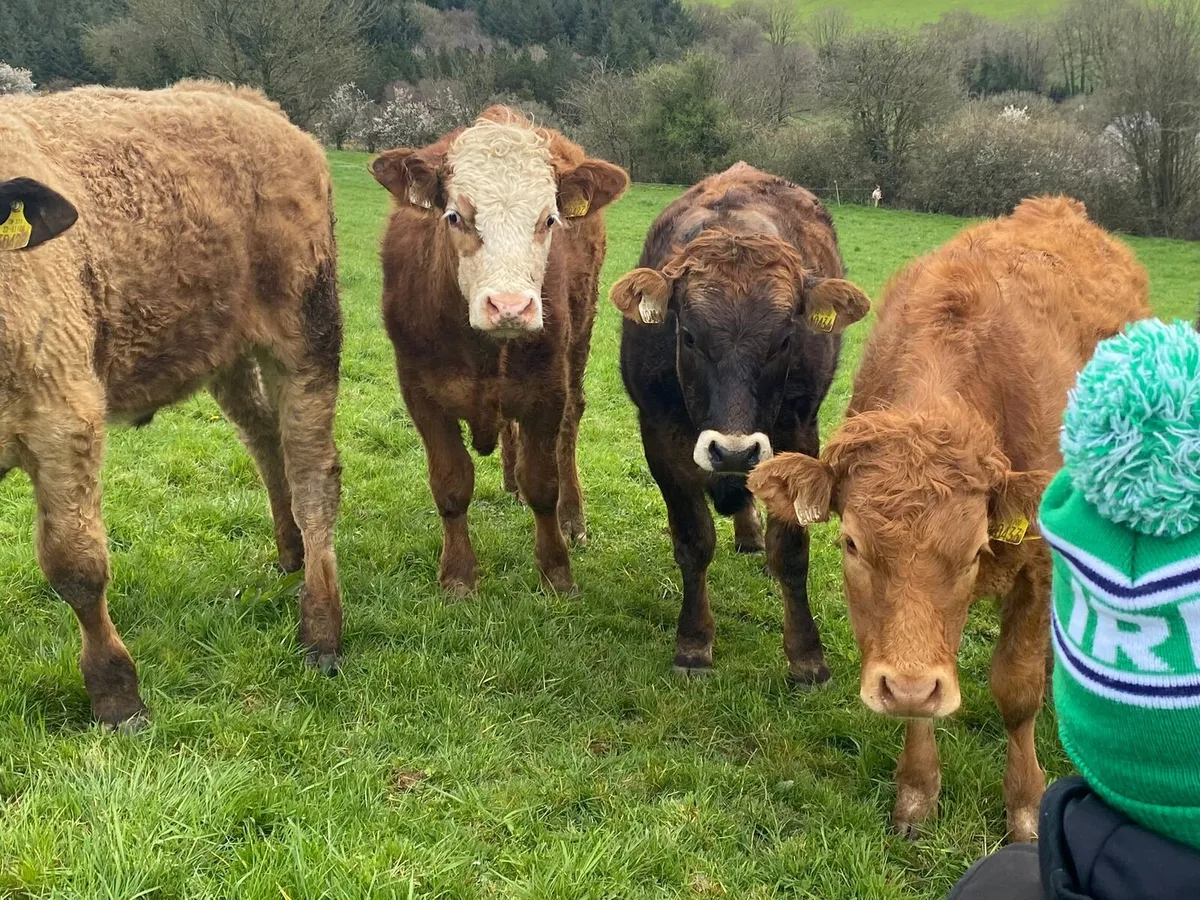 12 lmx bullocks and heifers - Image 3