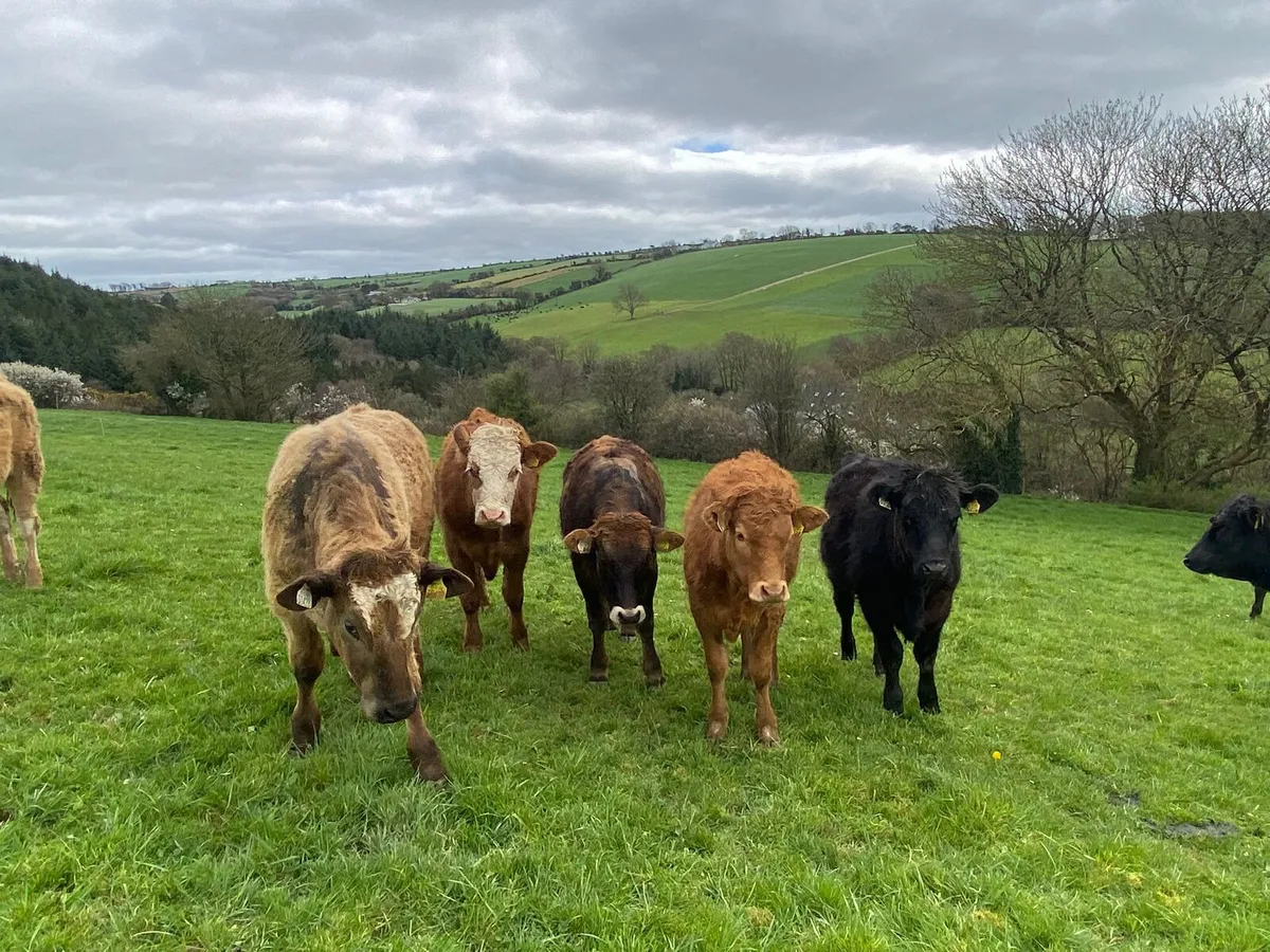 12 lmx bullocks and heifers - Image 2