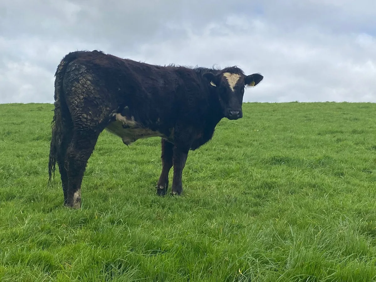 12 lmx bullocks and heifers - Image 4