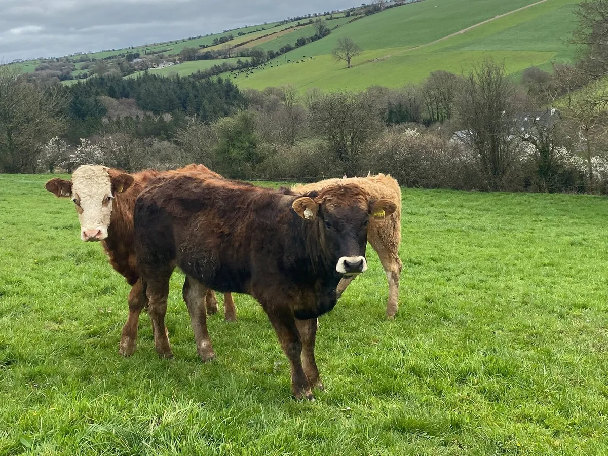 12 lmx bullocks and heifers - Image 1