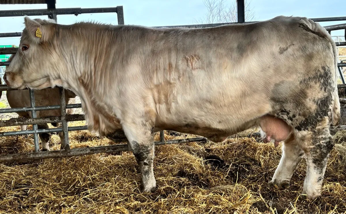 Charolsis Cow - Image 2