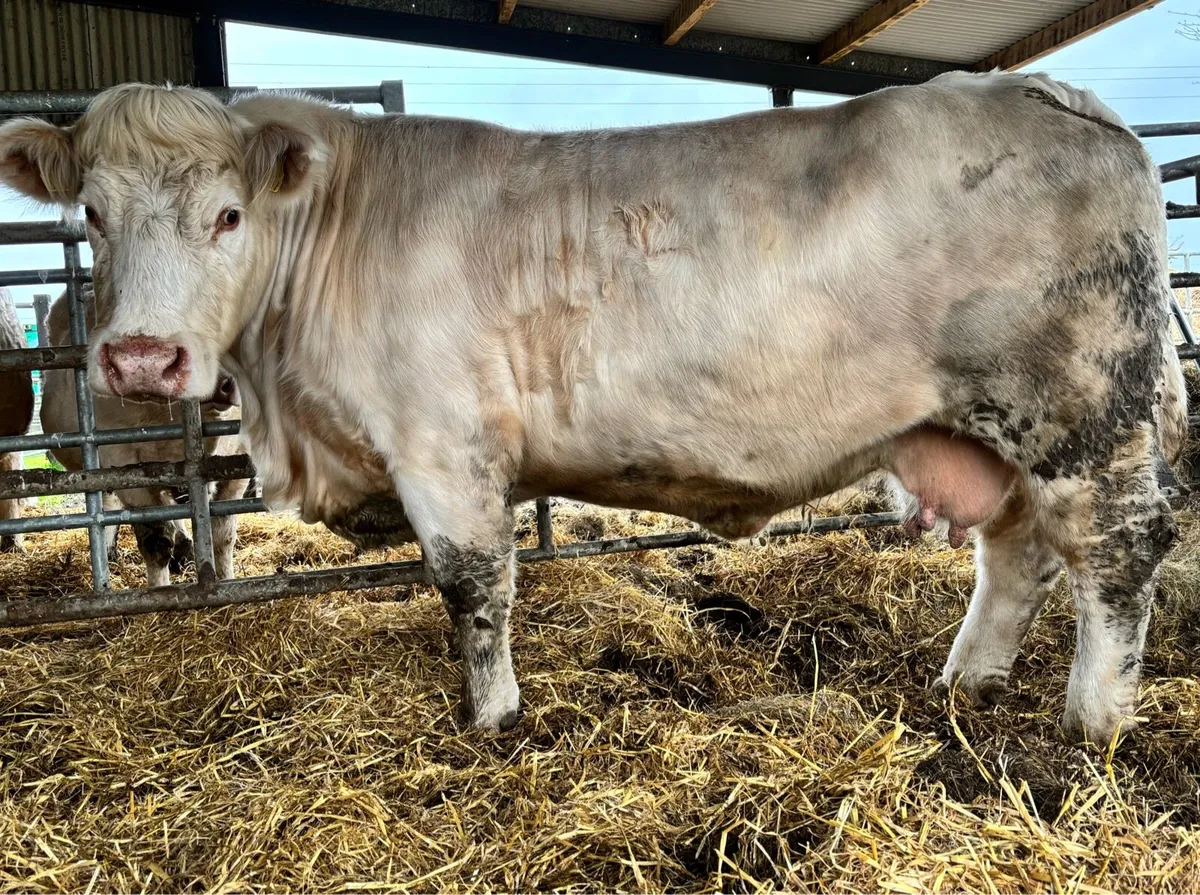 Charolsis Cow - Image 3