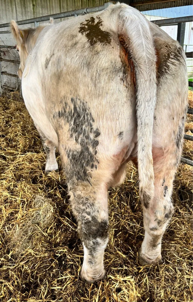 Charolsis Cow - Image 4