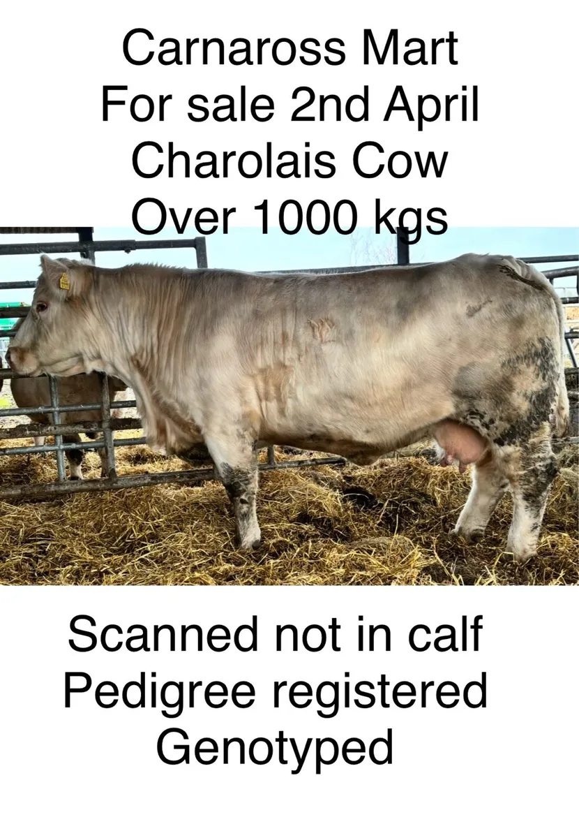 Charolsis Cow - Image 1