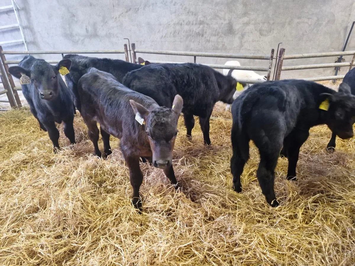 15 Angus Calves - Image 4