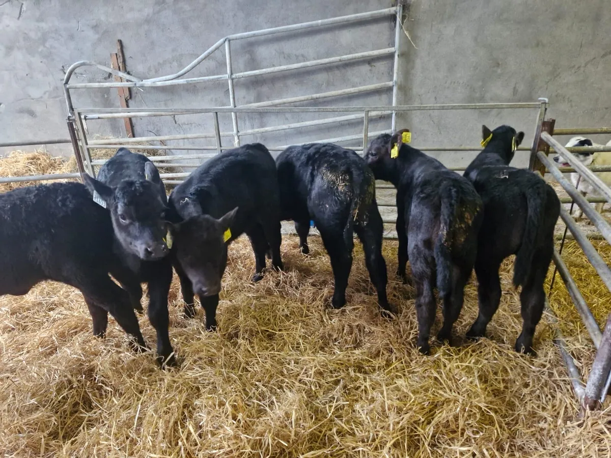15 Angus Calves - Image 2