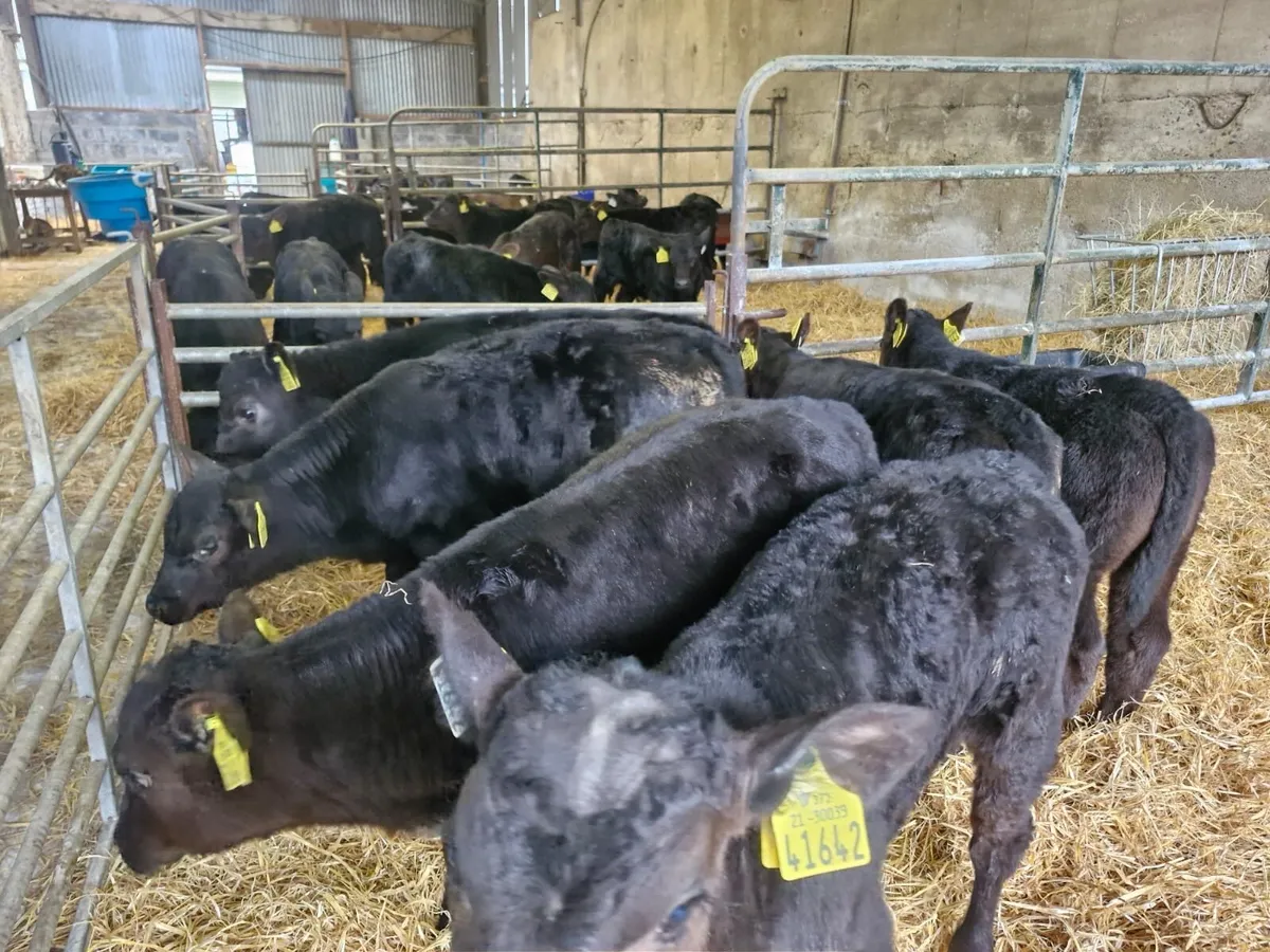 15 Angus Calves - Image 3