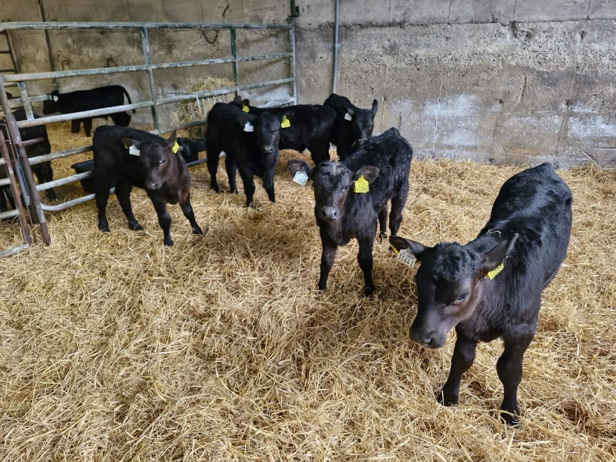 15 Angus Calves - Image 1