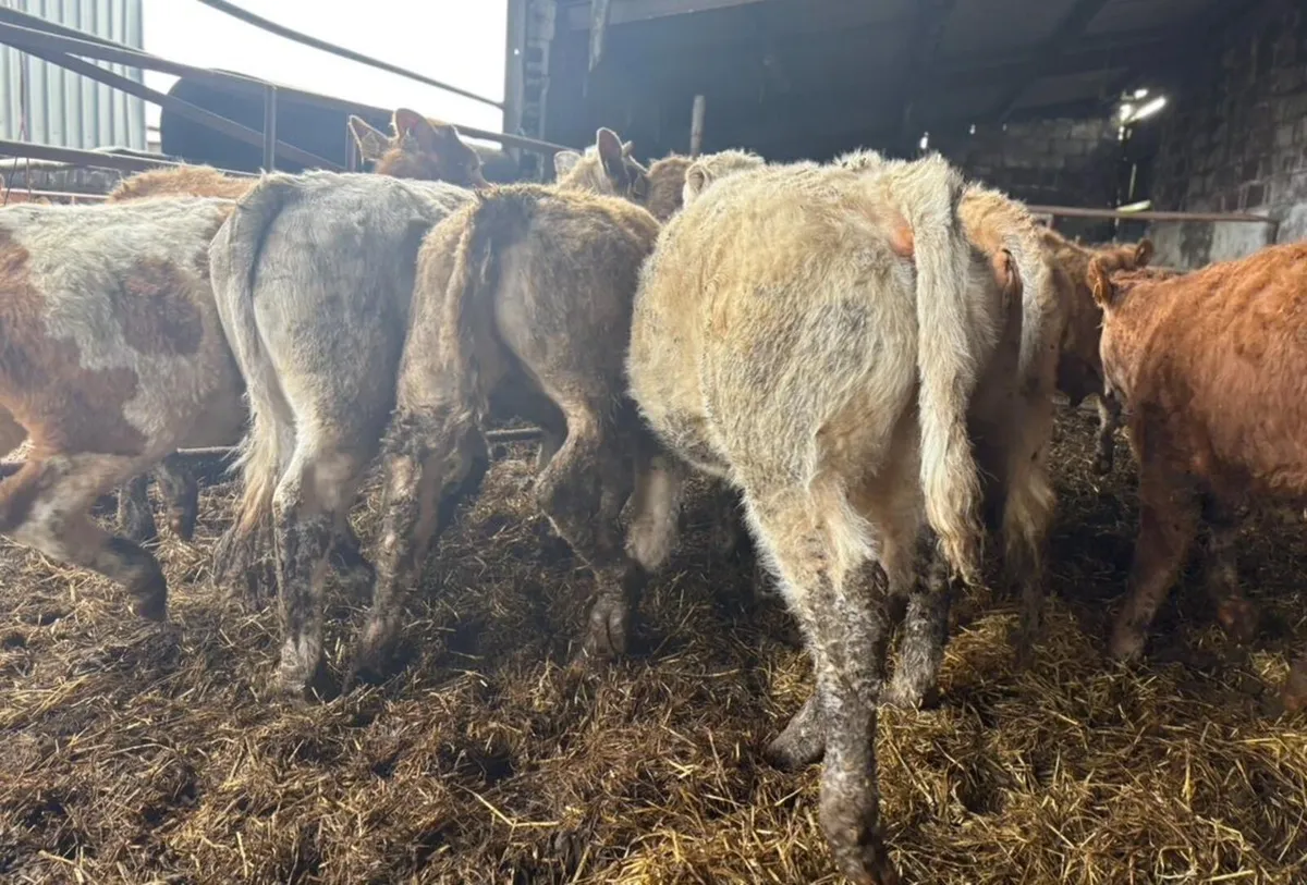 Weanling Heifers - Image 2
