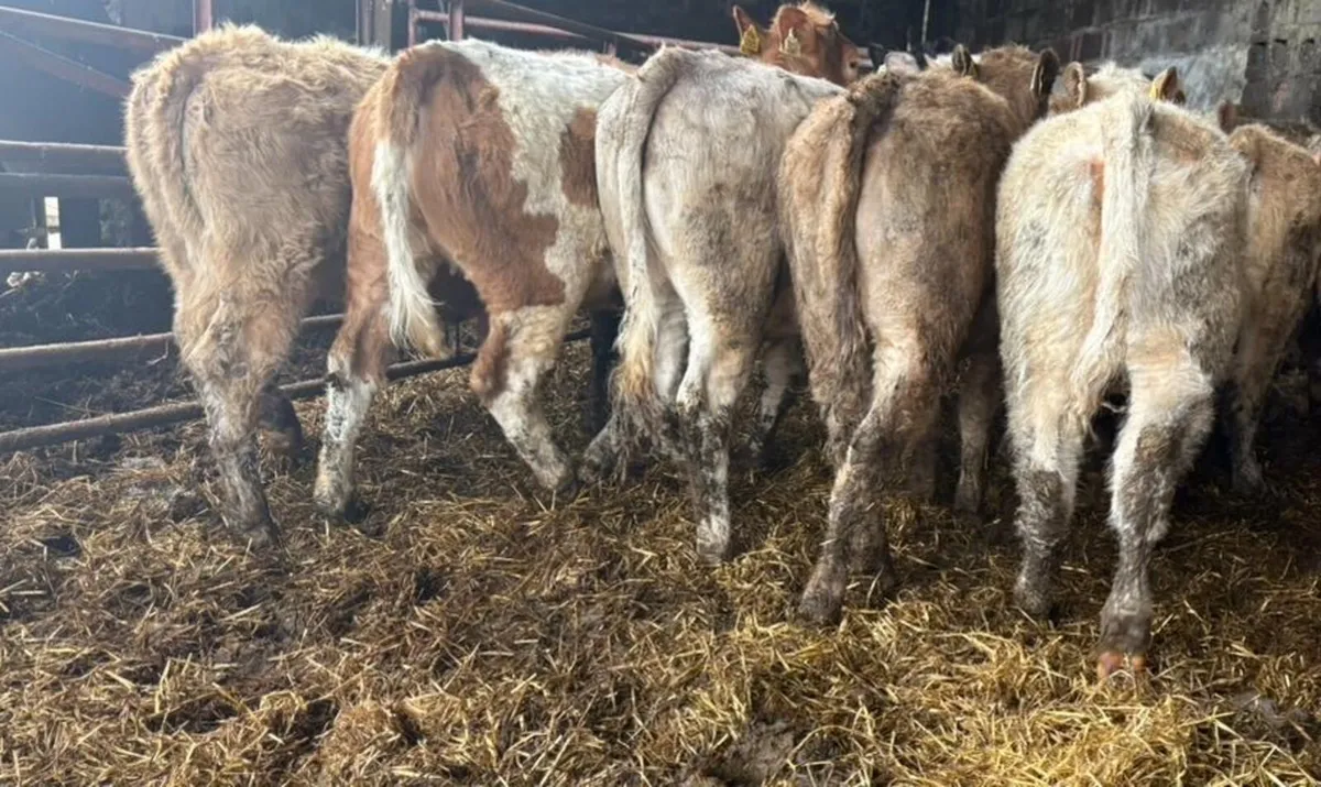 Weanling Heifers - Image 3