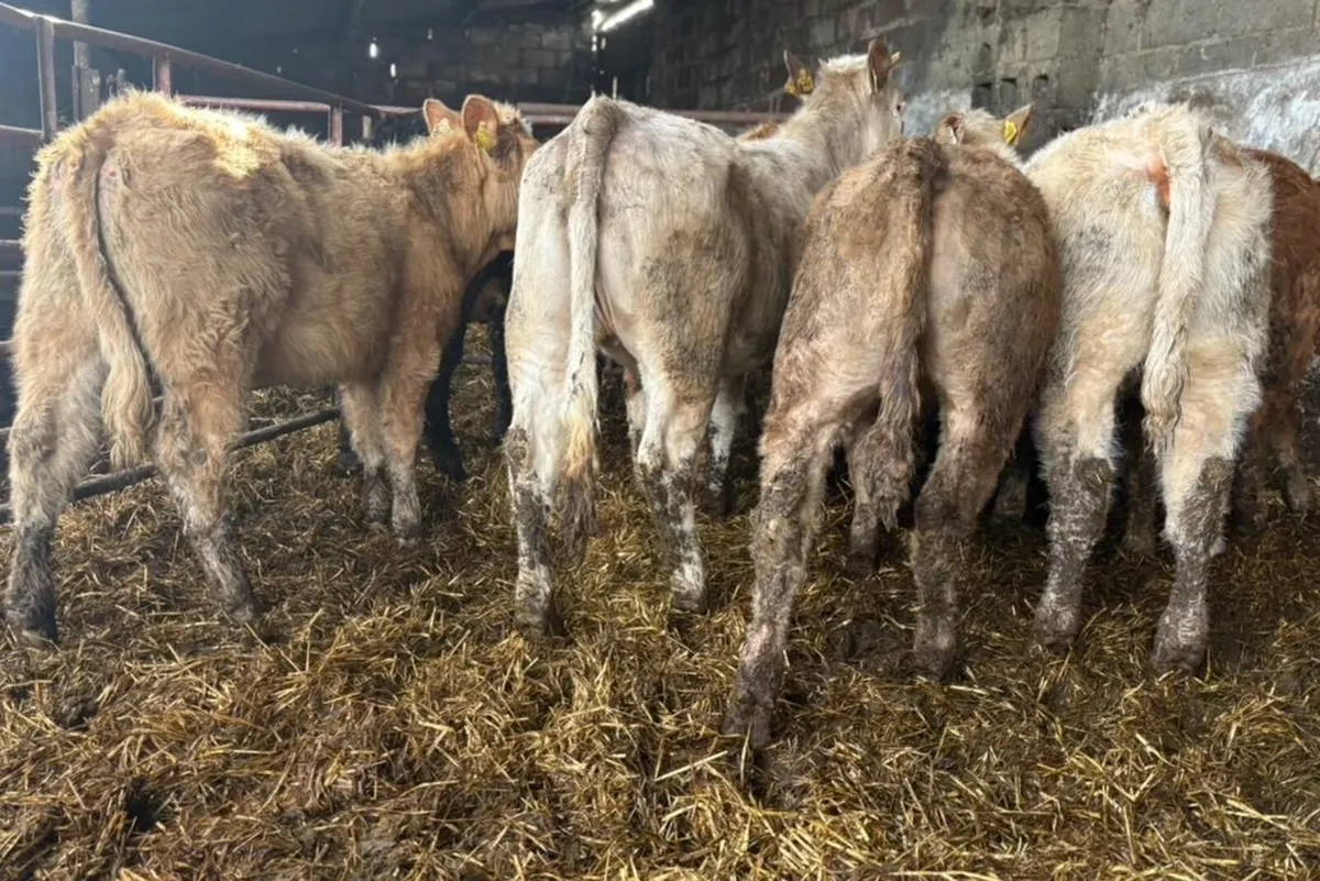 Weanling Heifers - Image 4