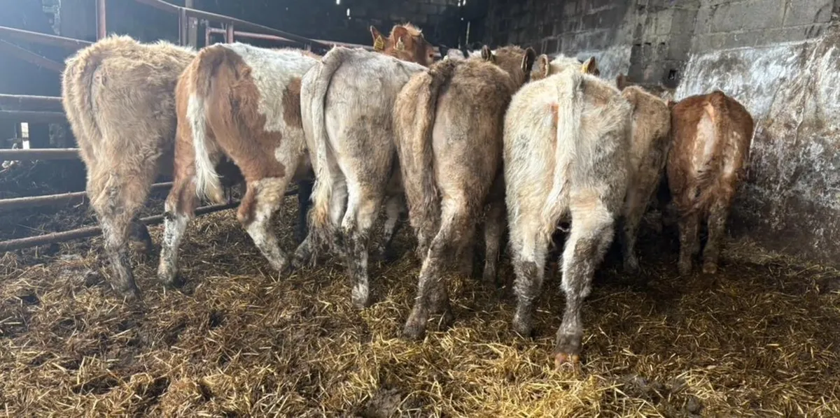 Weanling Heifers - Image 1