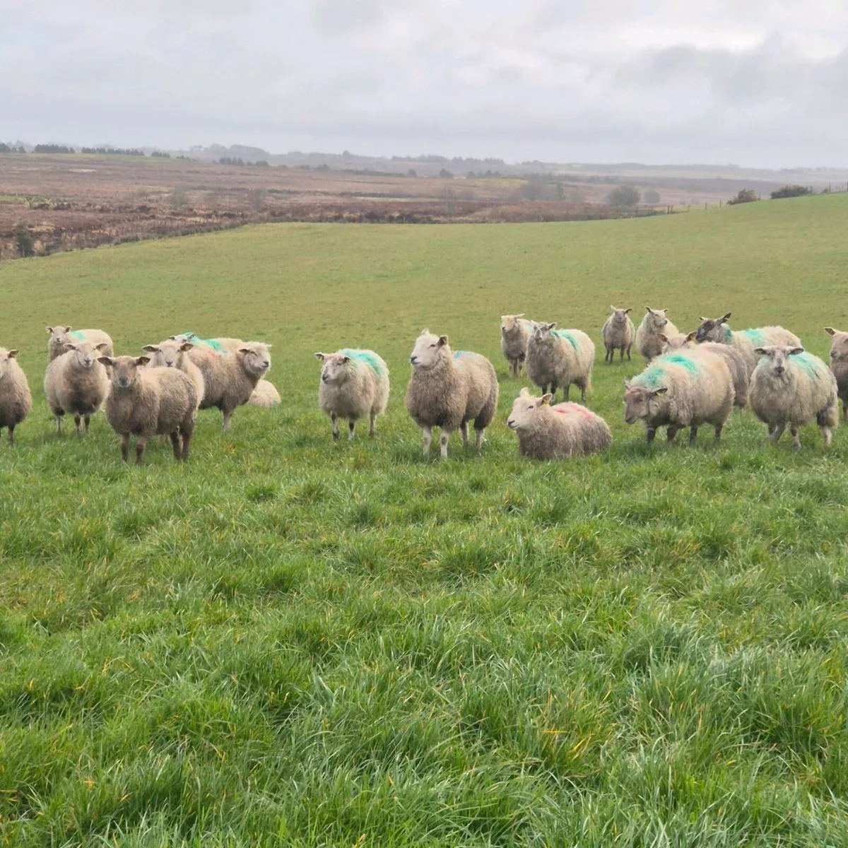 Hoggets Ewes - Image 3