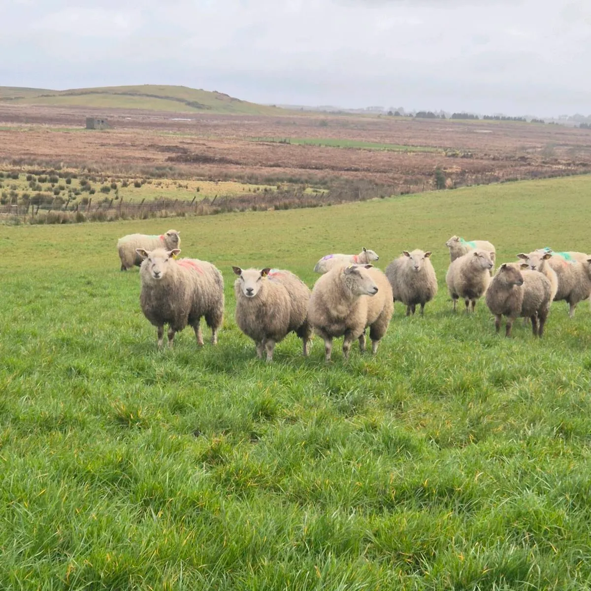 Hoggets Ewes - Image 4