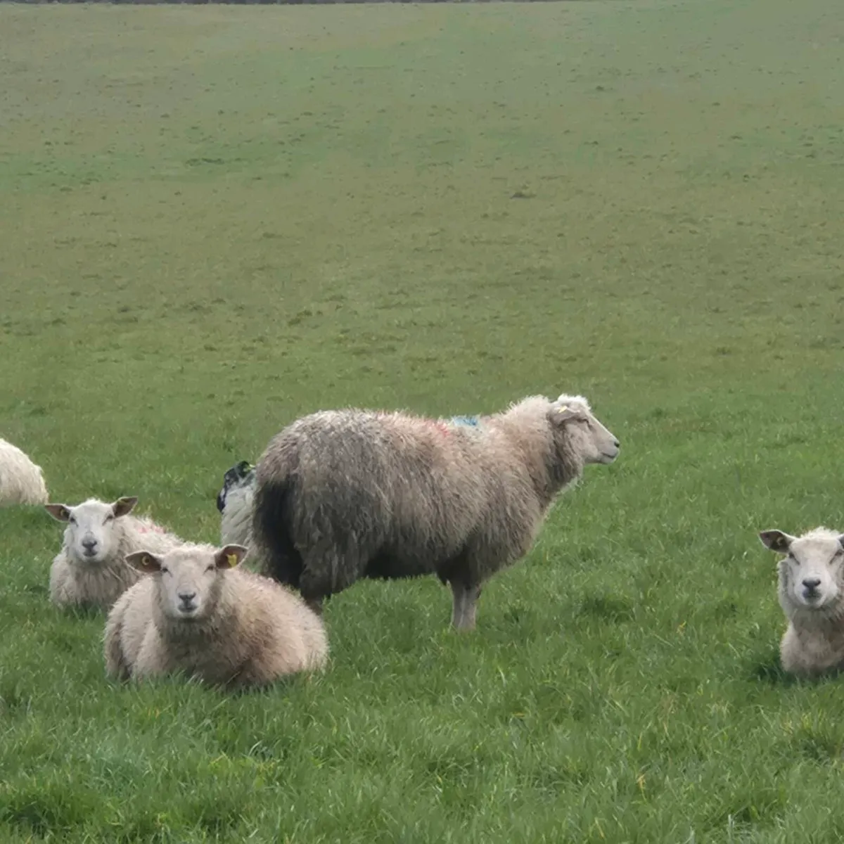Hoggets Ewes - Image 1