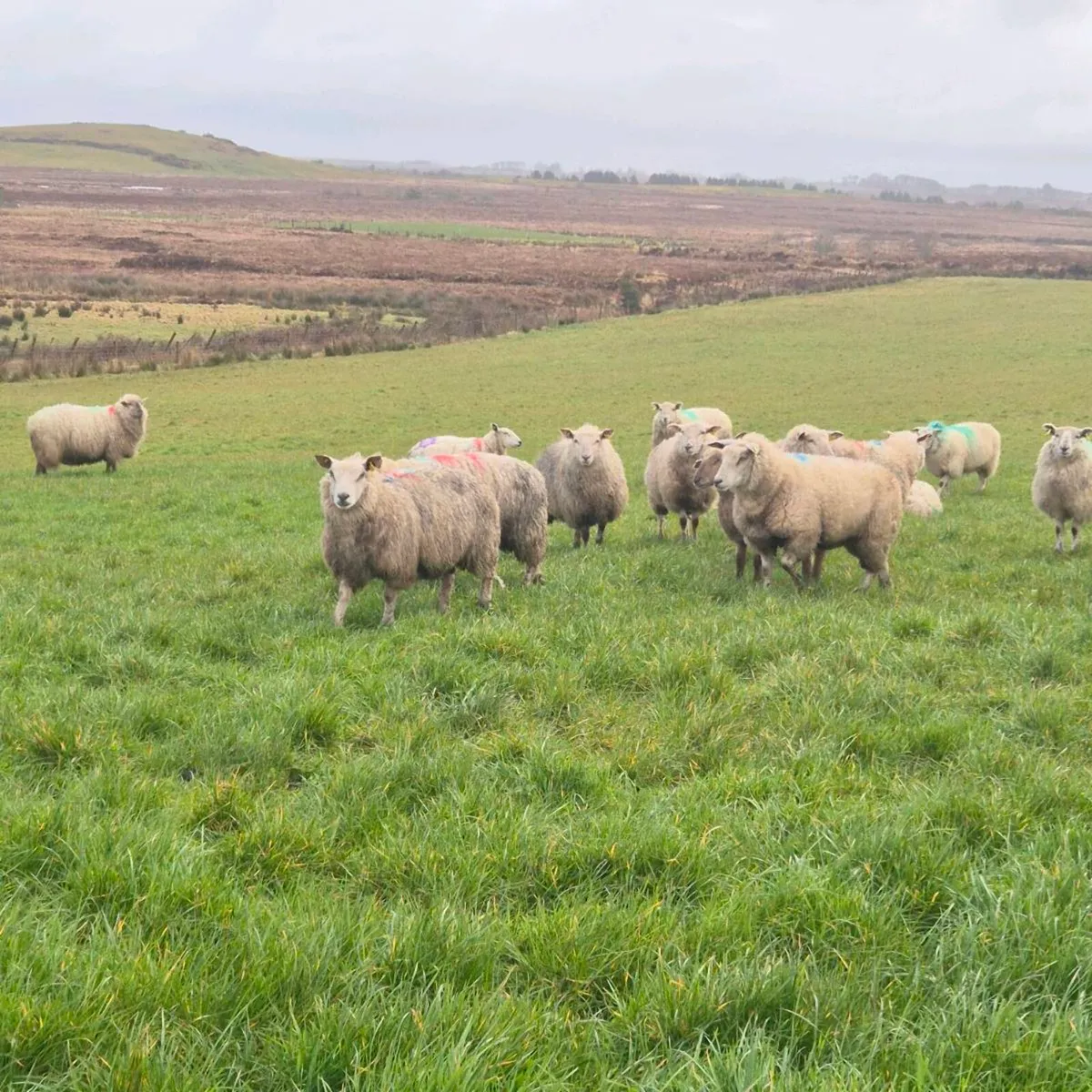 Hoggets Ewes - Image 2