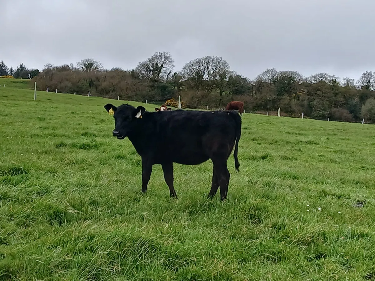Organic cows and weanling heifers - Image 1
