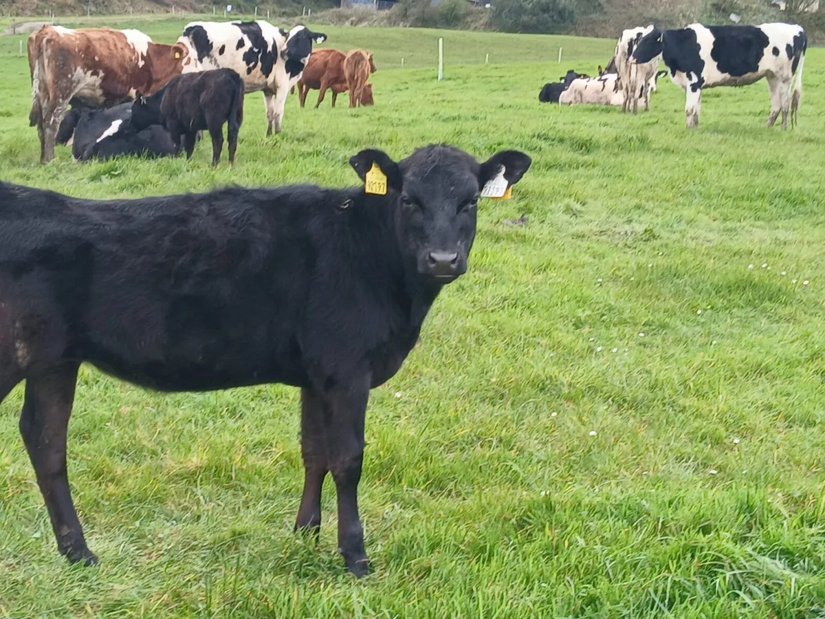 Organic cows and weanling heifers - Image 2