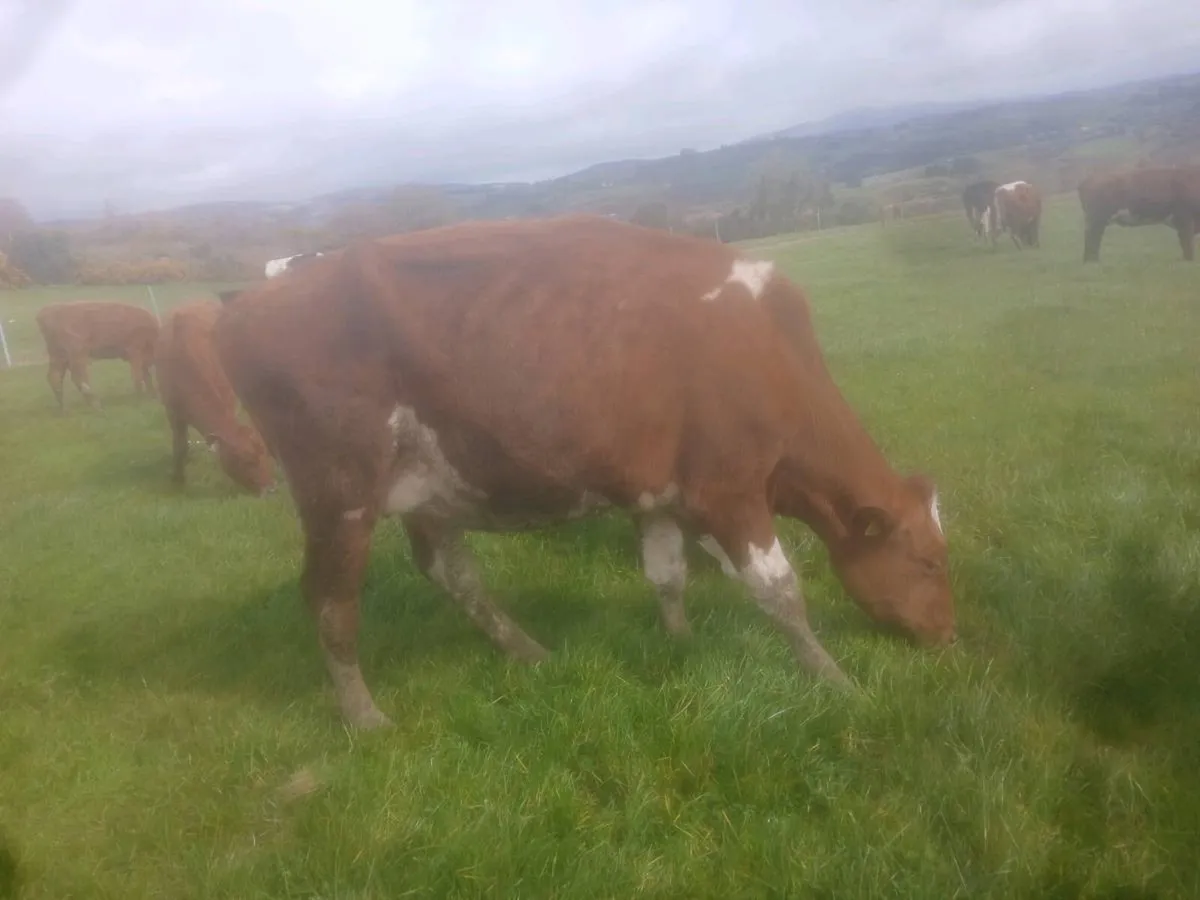 Organic cows and weanling heifers - Image 3