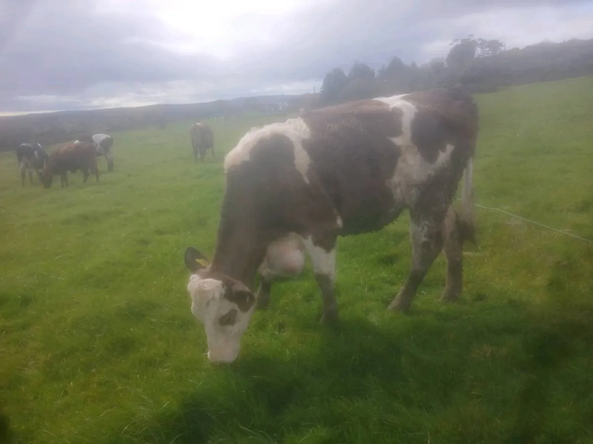 Organic cows and weanling heifers - Image 4