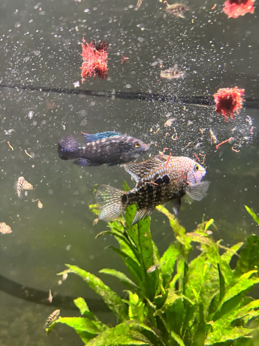 Cichlids - Image 3