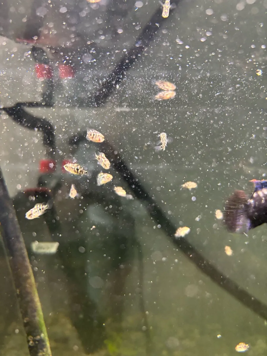 Cichlids - Image 4
