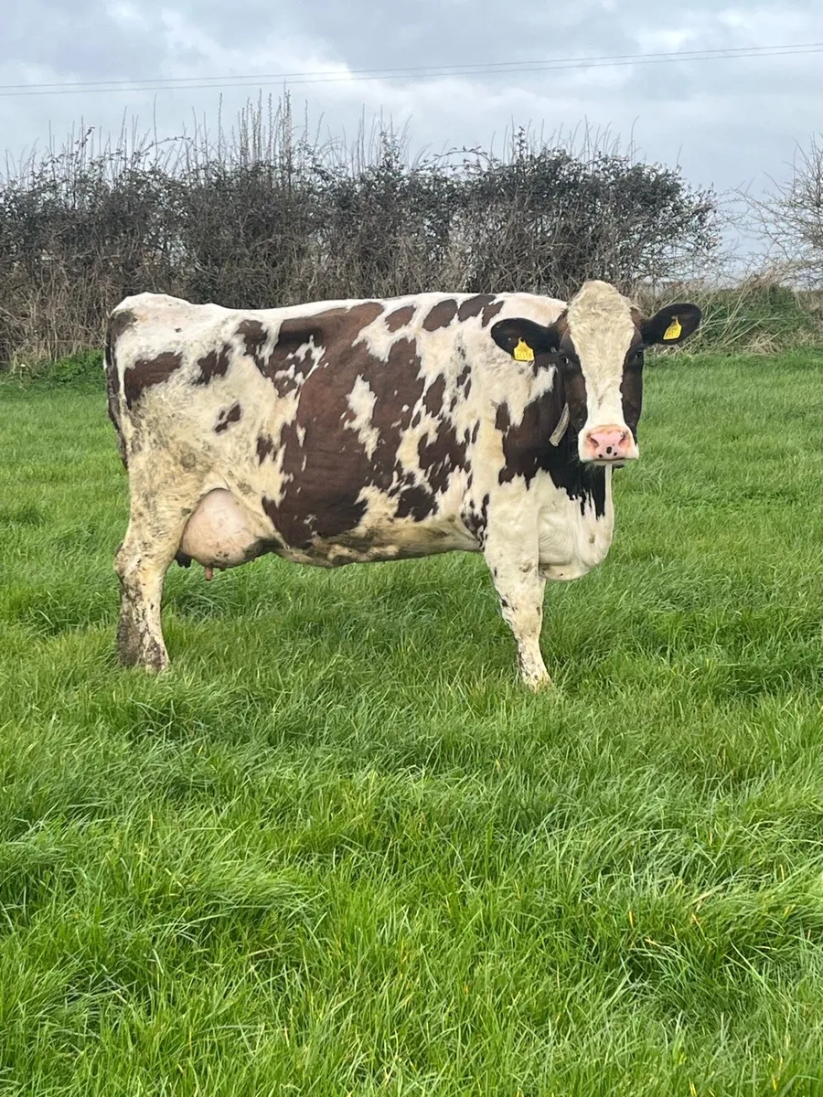 Cows in milk - Image 1