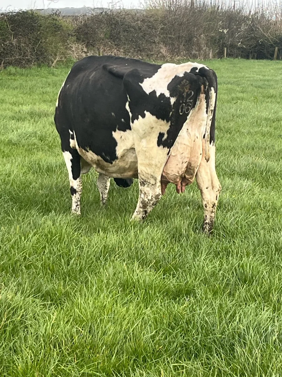 Cows in milk - Image 4