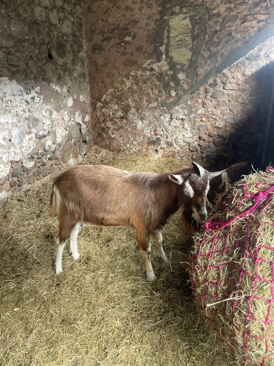 Toggenburg Castrated Male 1year & Toggenburg Billy - Image 3