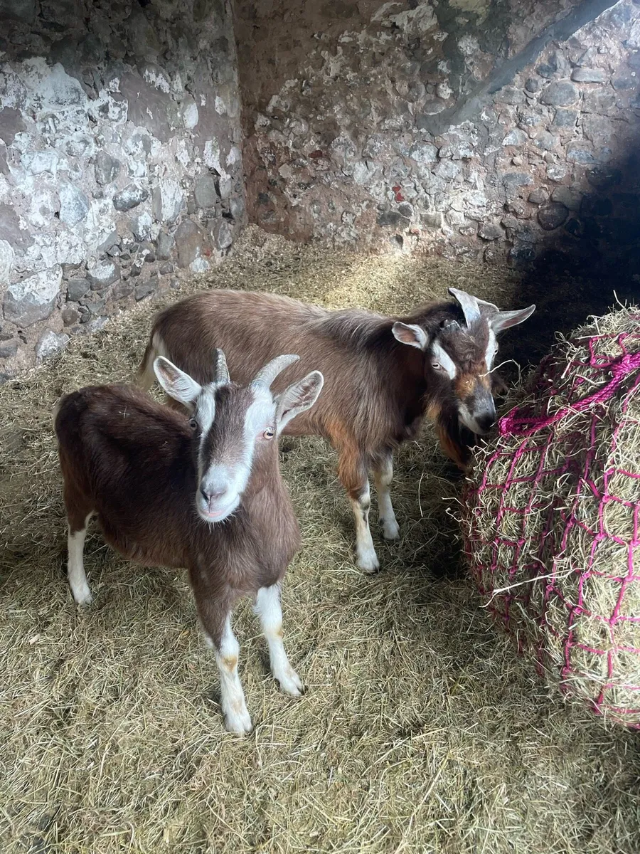 Toggenburg Castrated Male 1year & Toggenburg Billy - Image 2