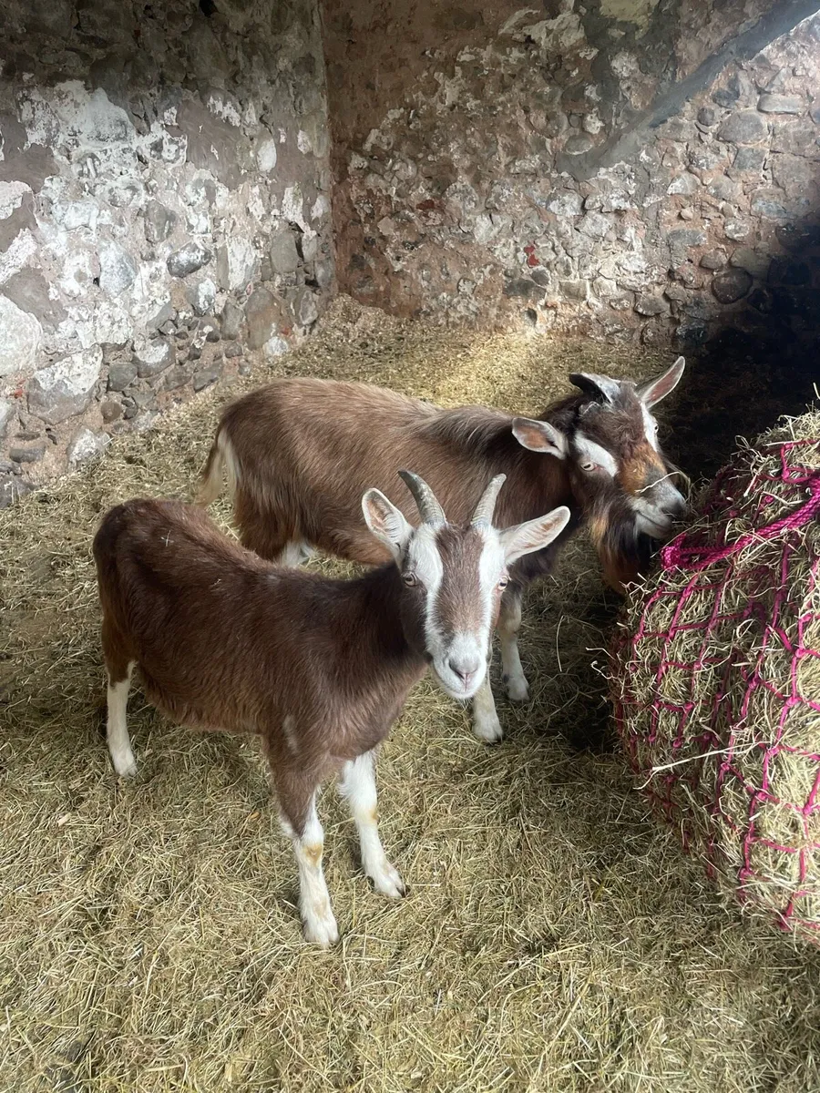 Toggenburg Castrated Male 1year & Toggenburg Billy - Image 1