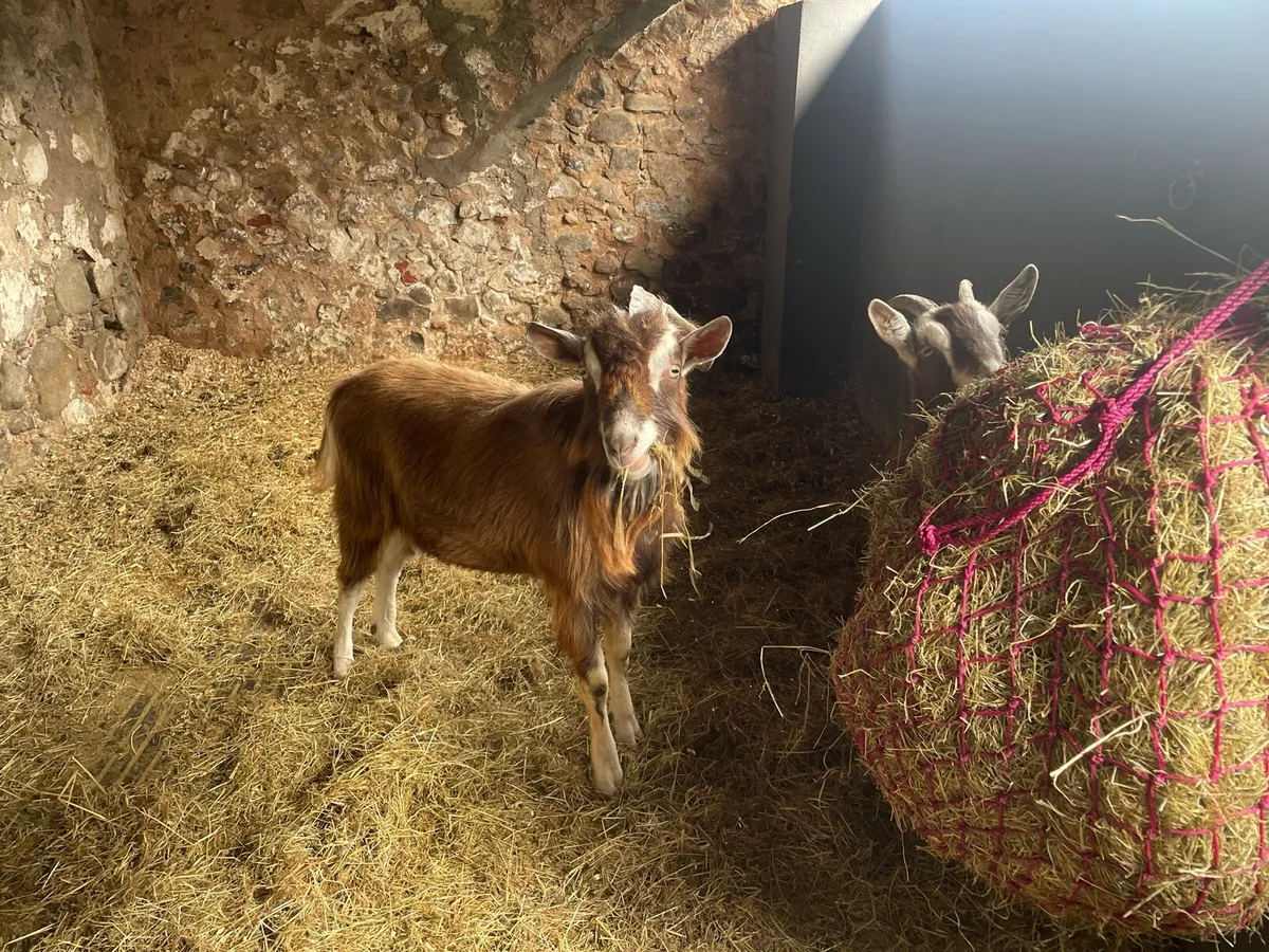 Toggenburg Castrated Male 1year & Toggenburg Billy - Image 4