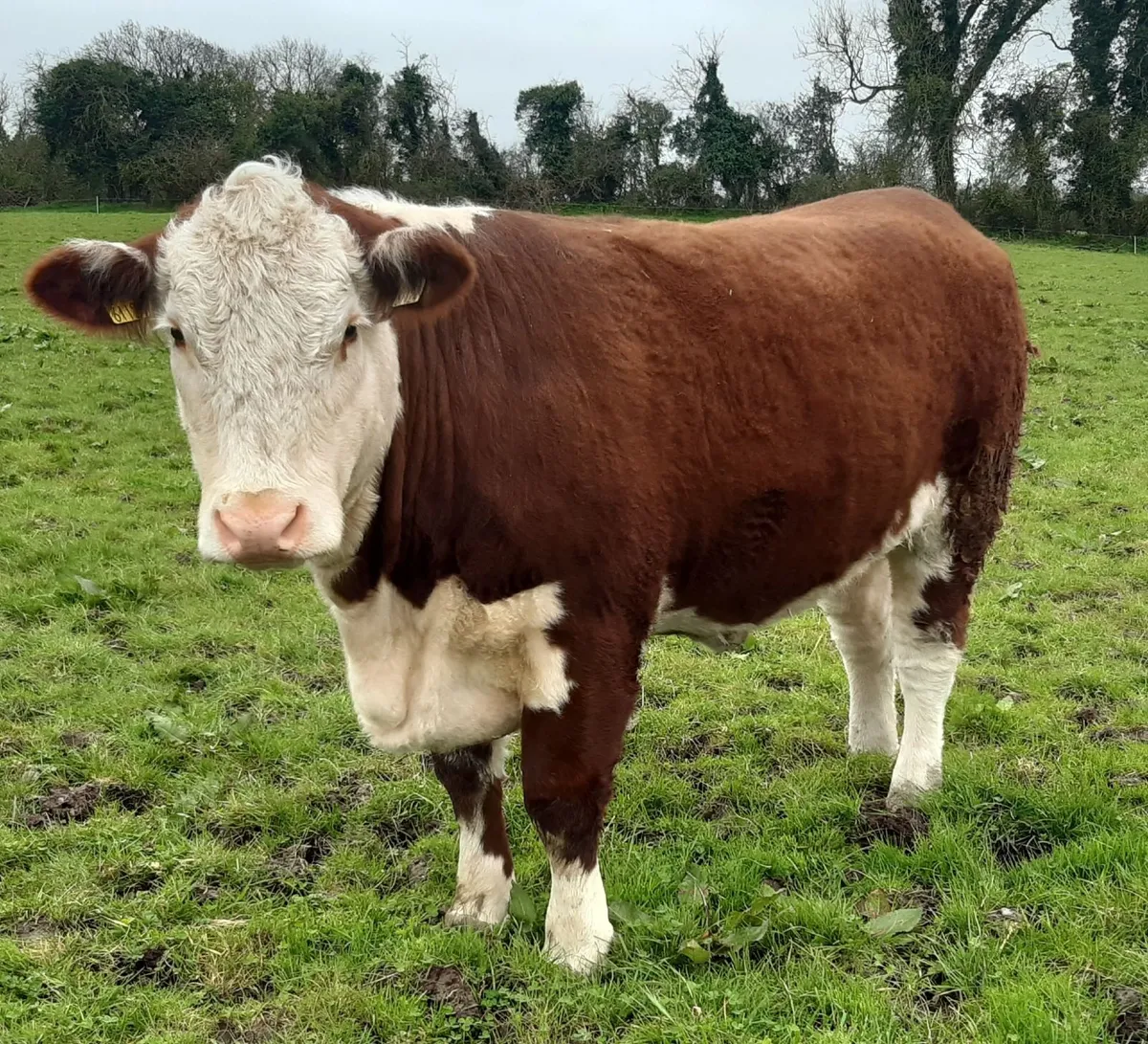 Pedigree Hereford Heifer - Image 1