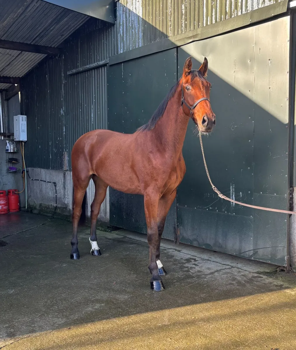 Horse for sale - Image 3