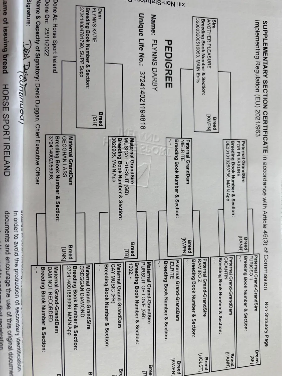 Horse for sale - Image 4