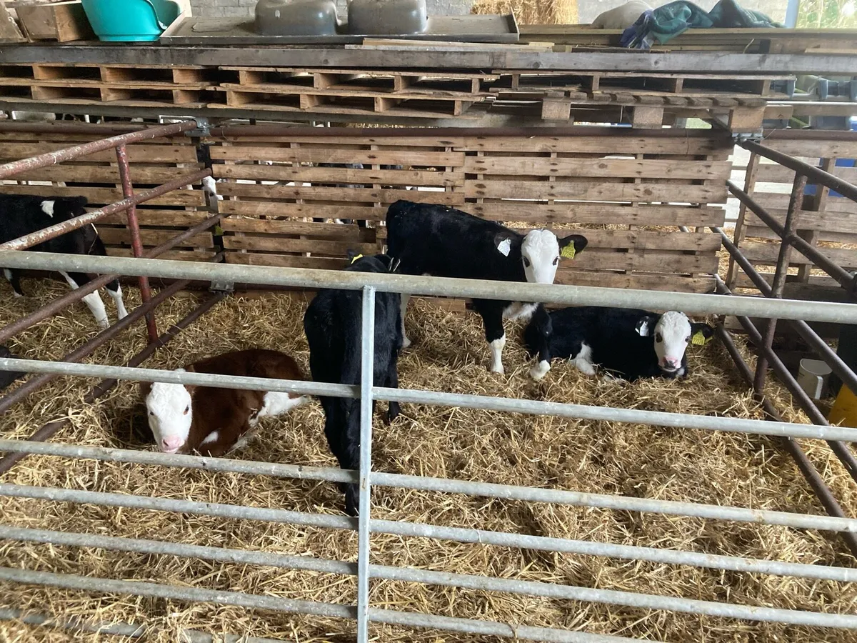 Calves - Image 3