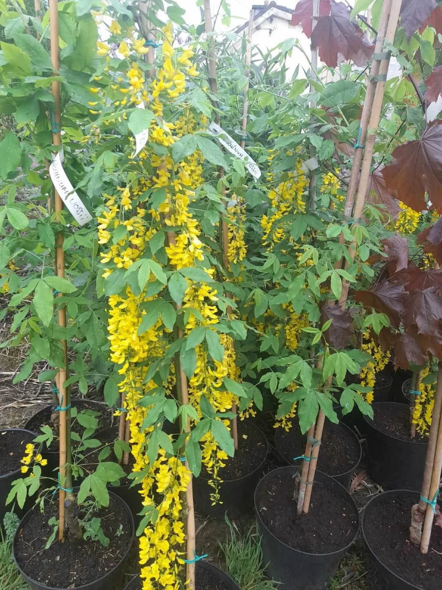 Laburnum Trees €40 each 0831790071