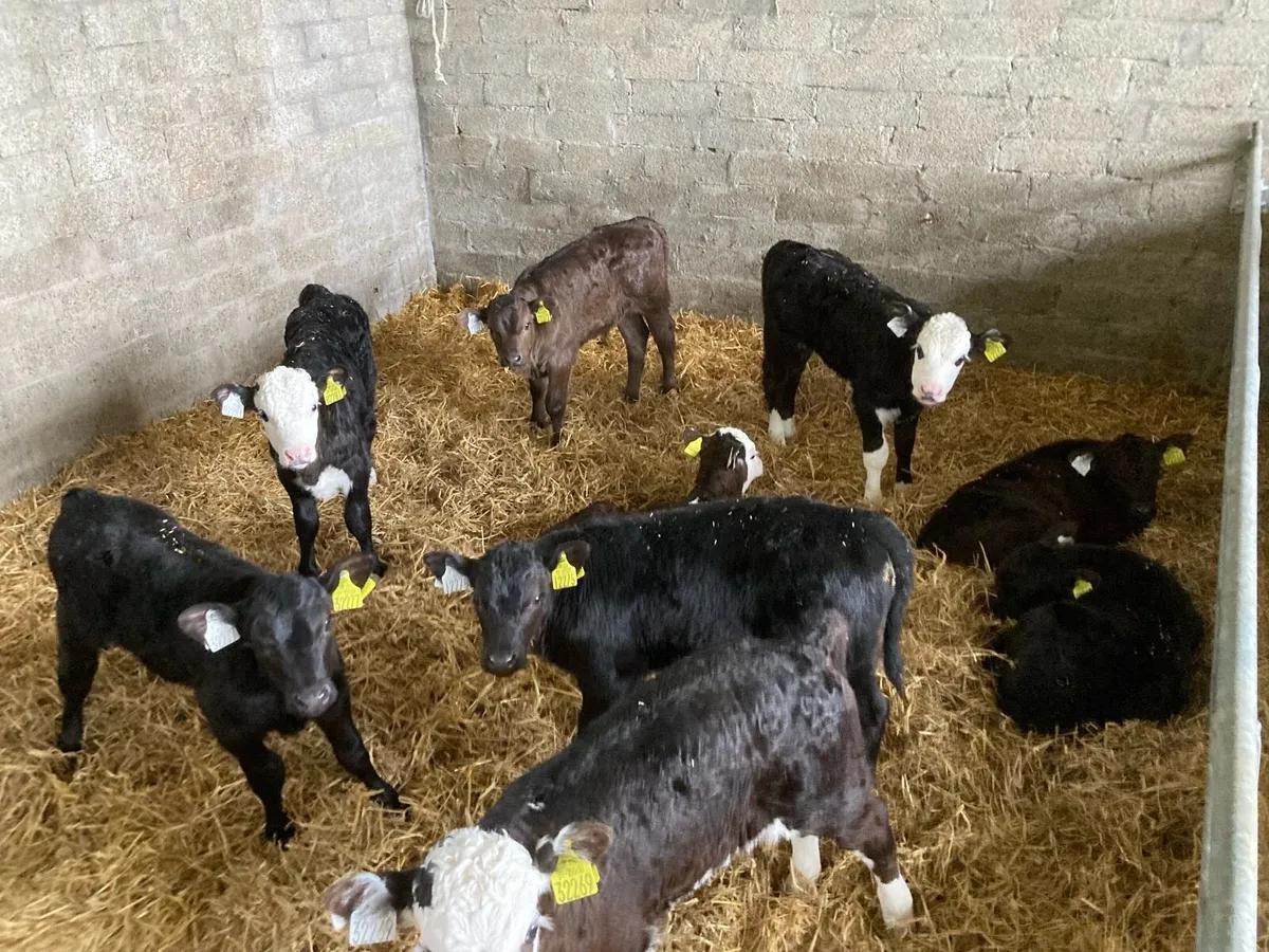 Calves - Image 1