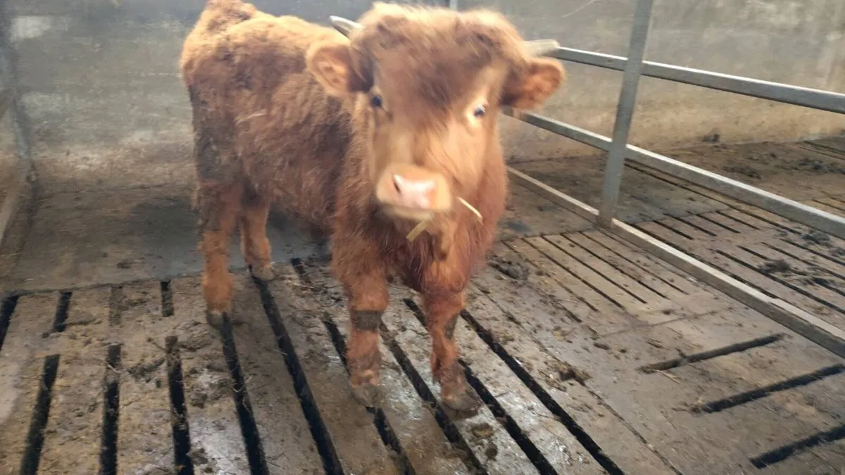 Highland bull calf - Image 1