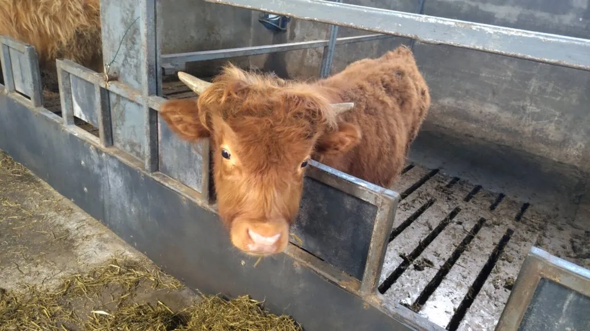 Highland bull calf - Image 2
