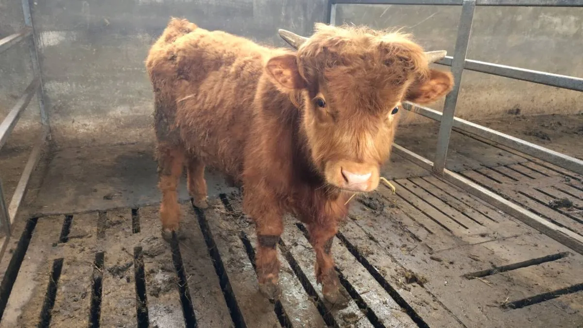 Highland bull calf - Image 3