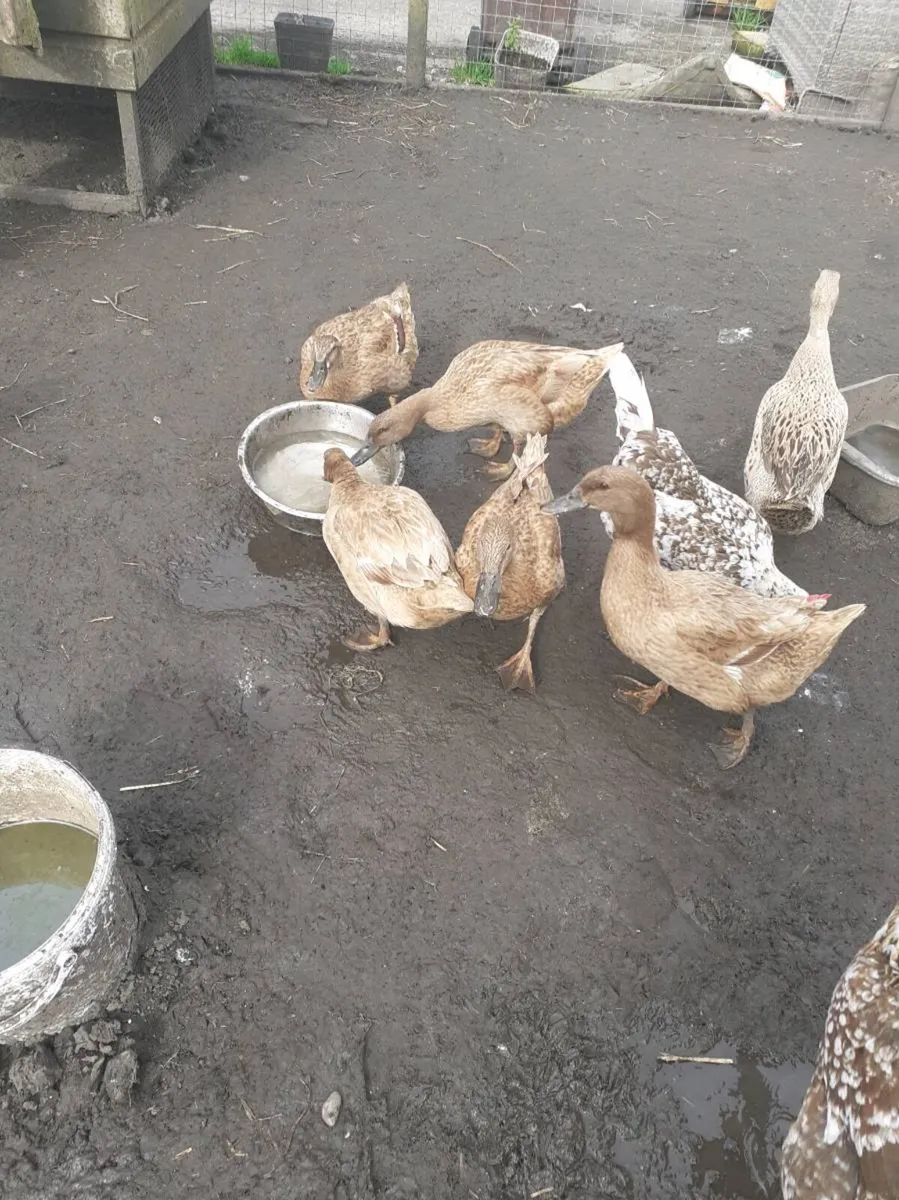 Khaki Campbell  ducks 12 mths old great layers €30